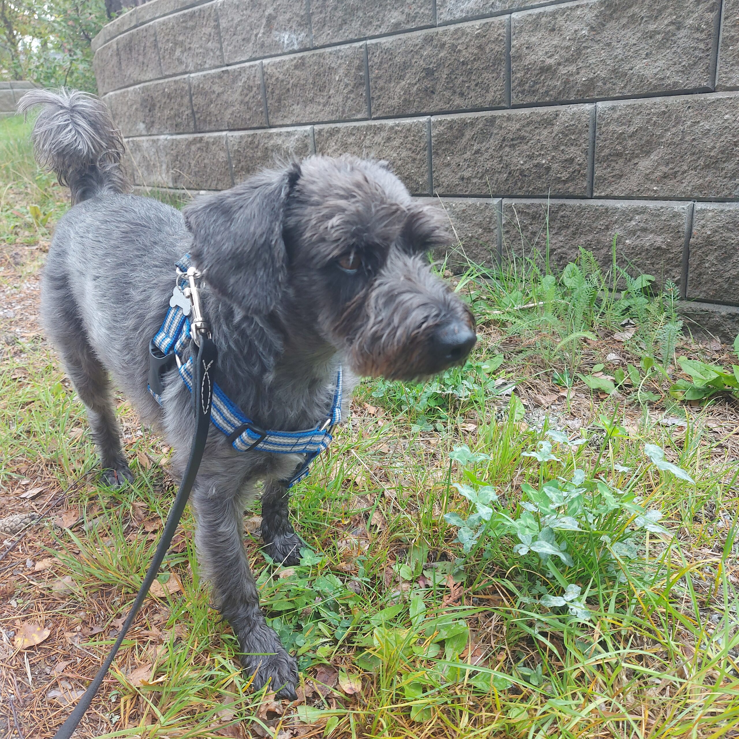 Jag skäller – alltså finns jag