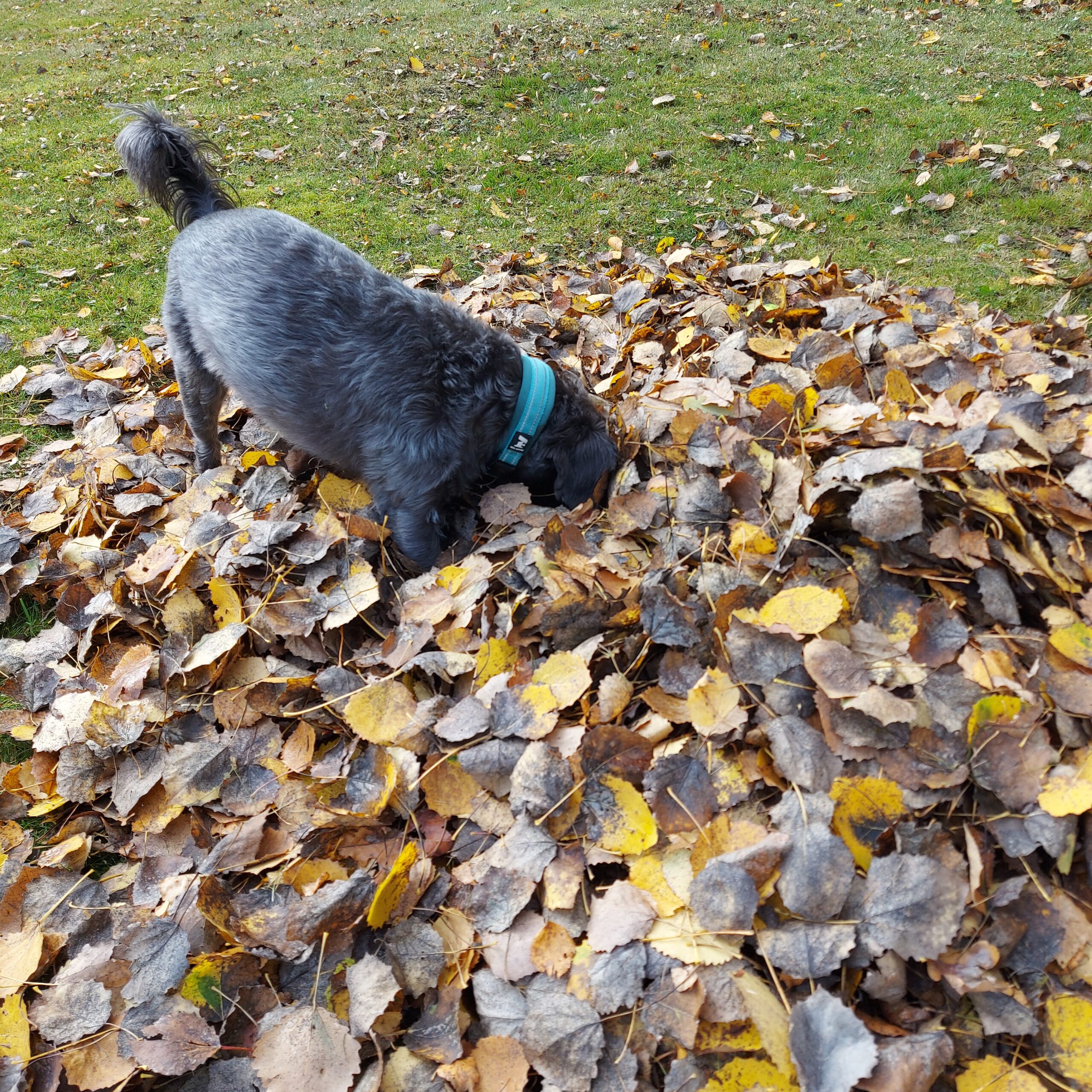 Höst på gott och ont