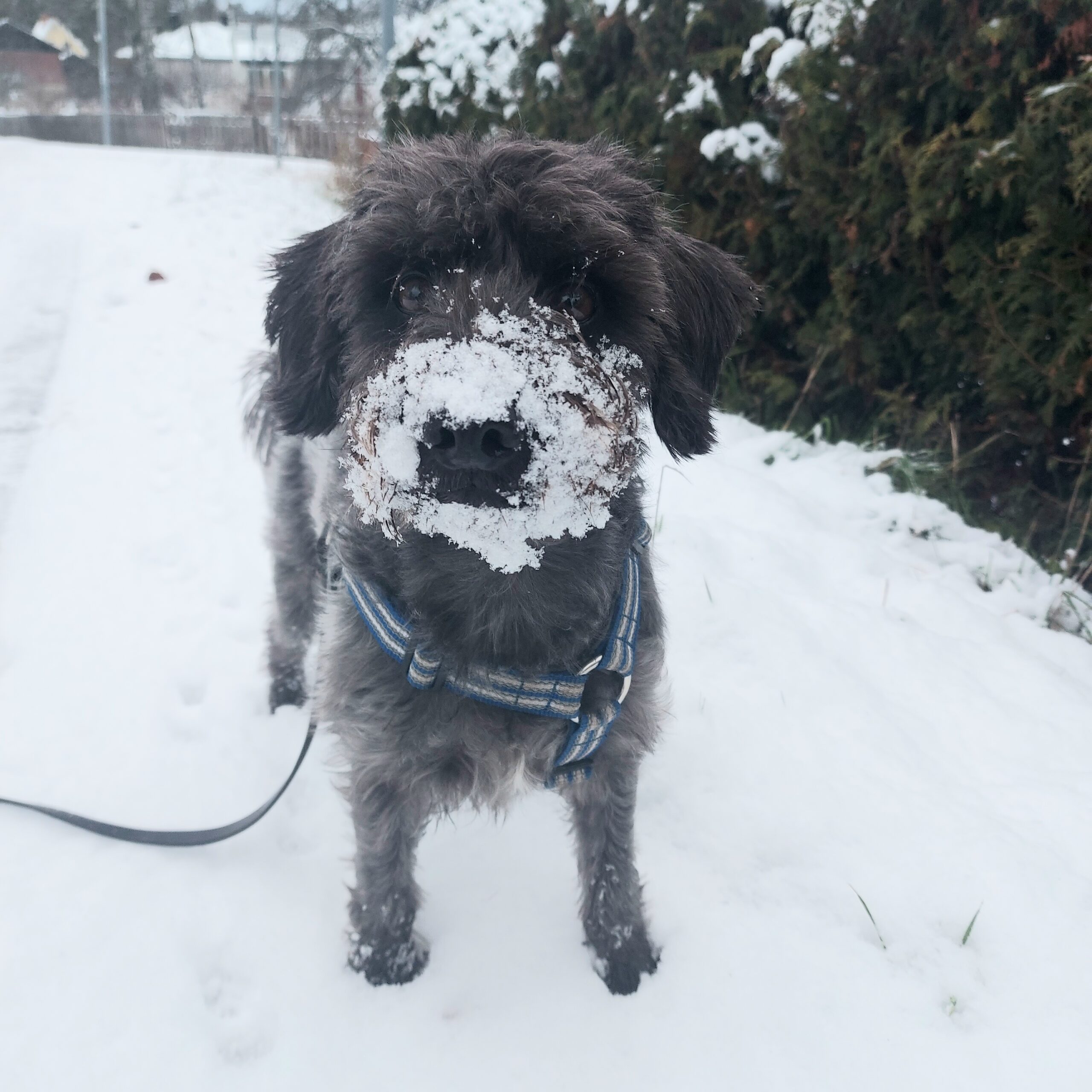 Vinterns första snö