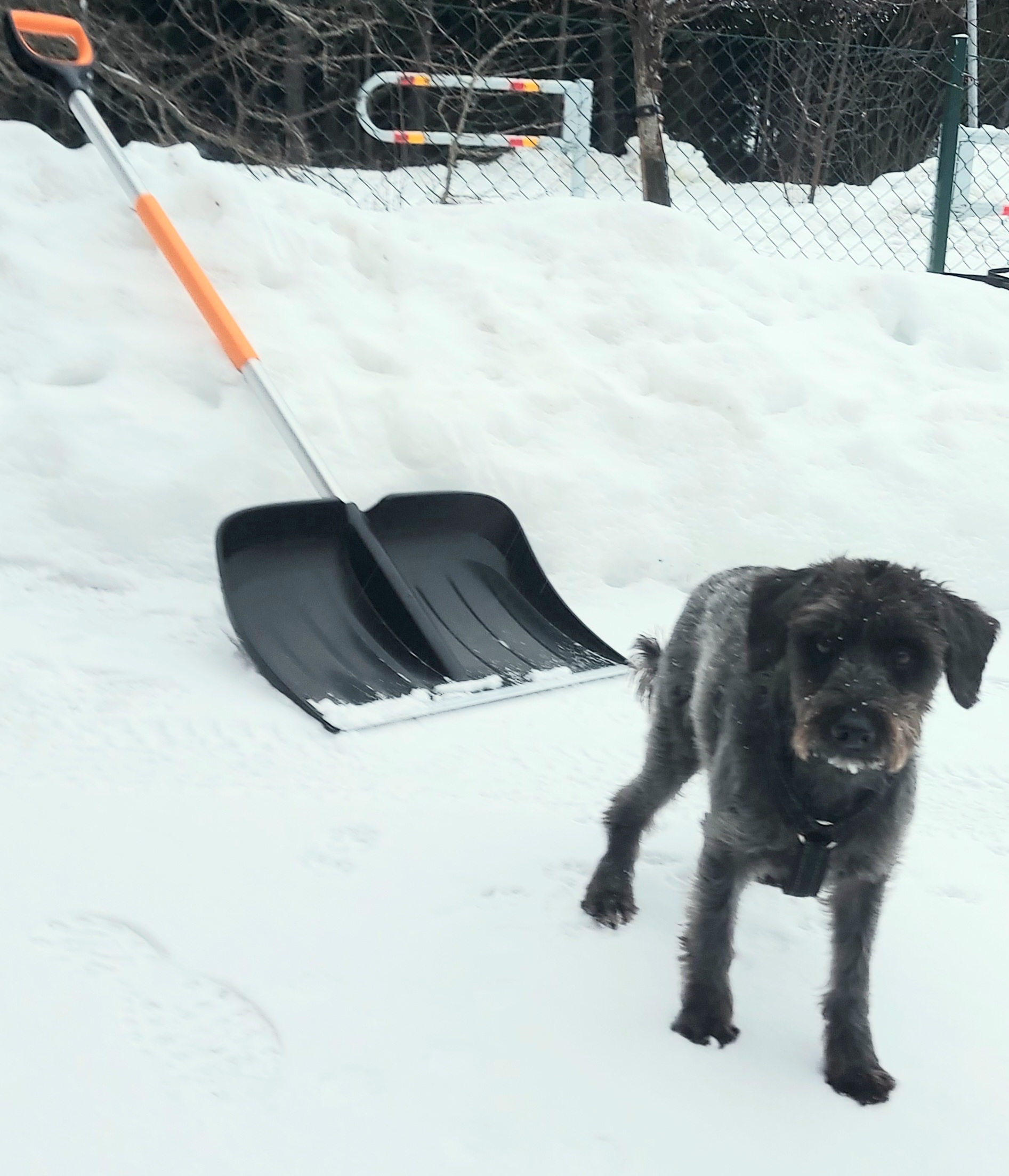 Det verkar bli ett skottår i år
