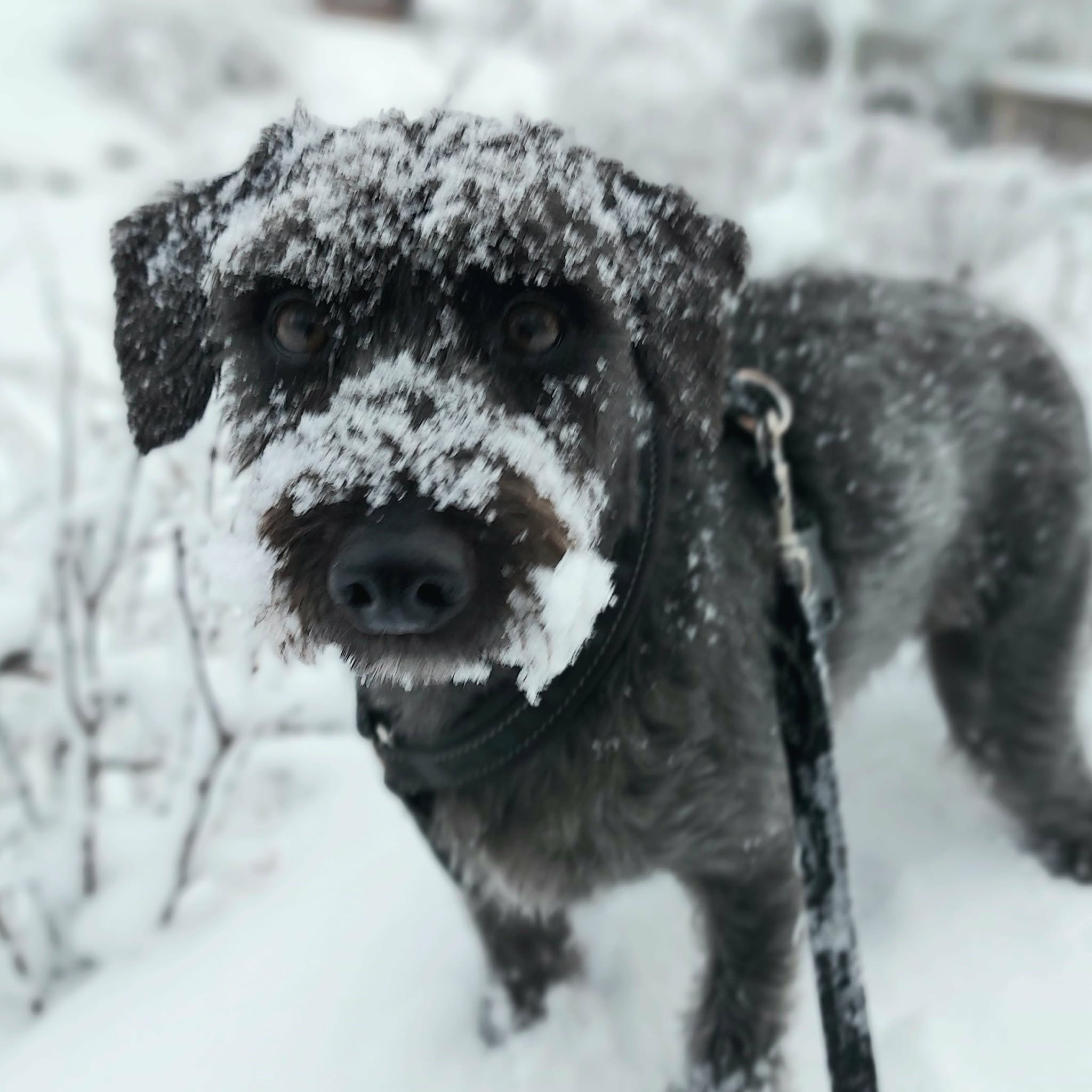 Snöskuttning i hagen