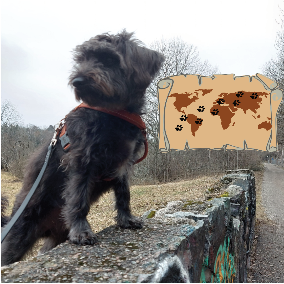 Promenader och politik