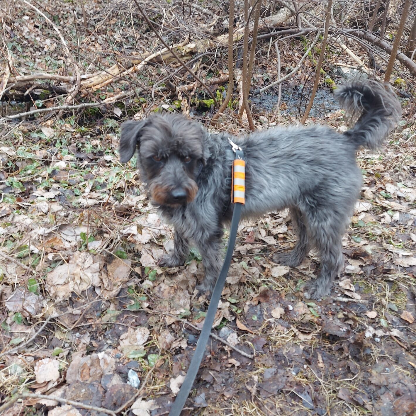 Spännande dofter under löven