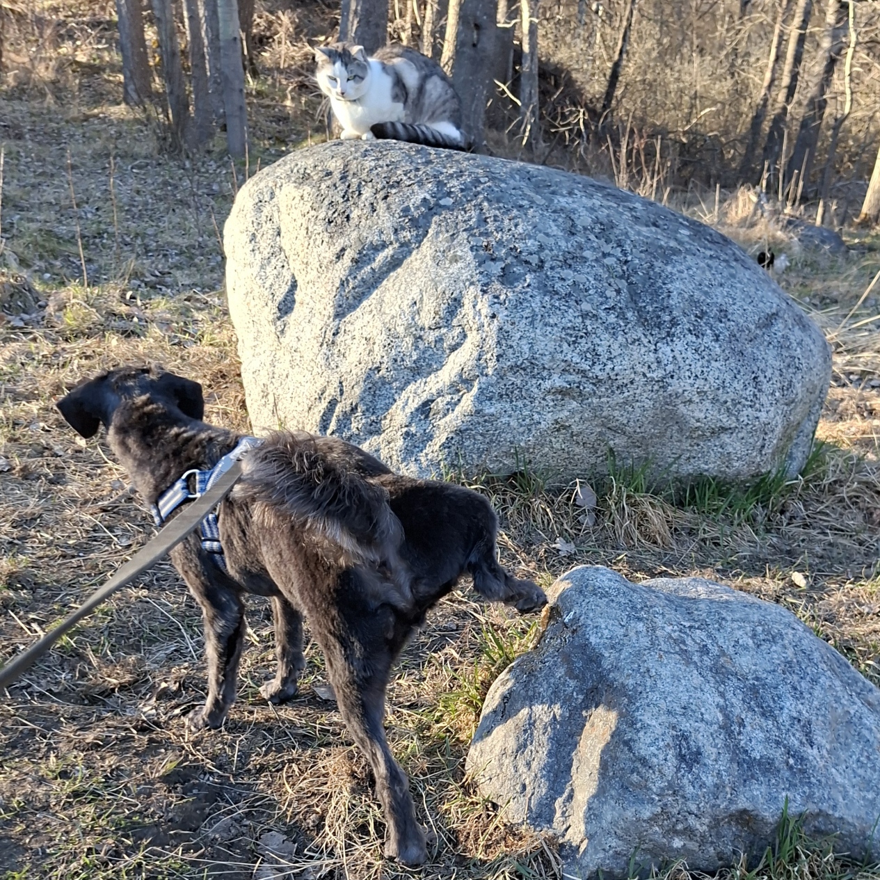 Kissekatter och barnfamiljer