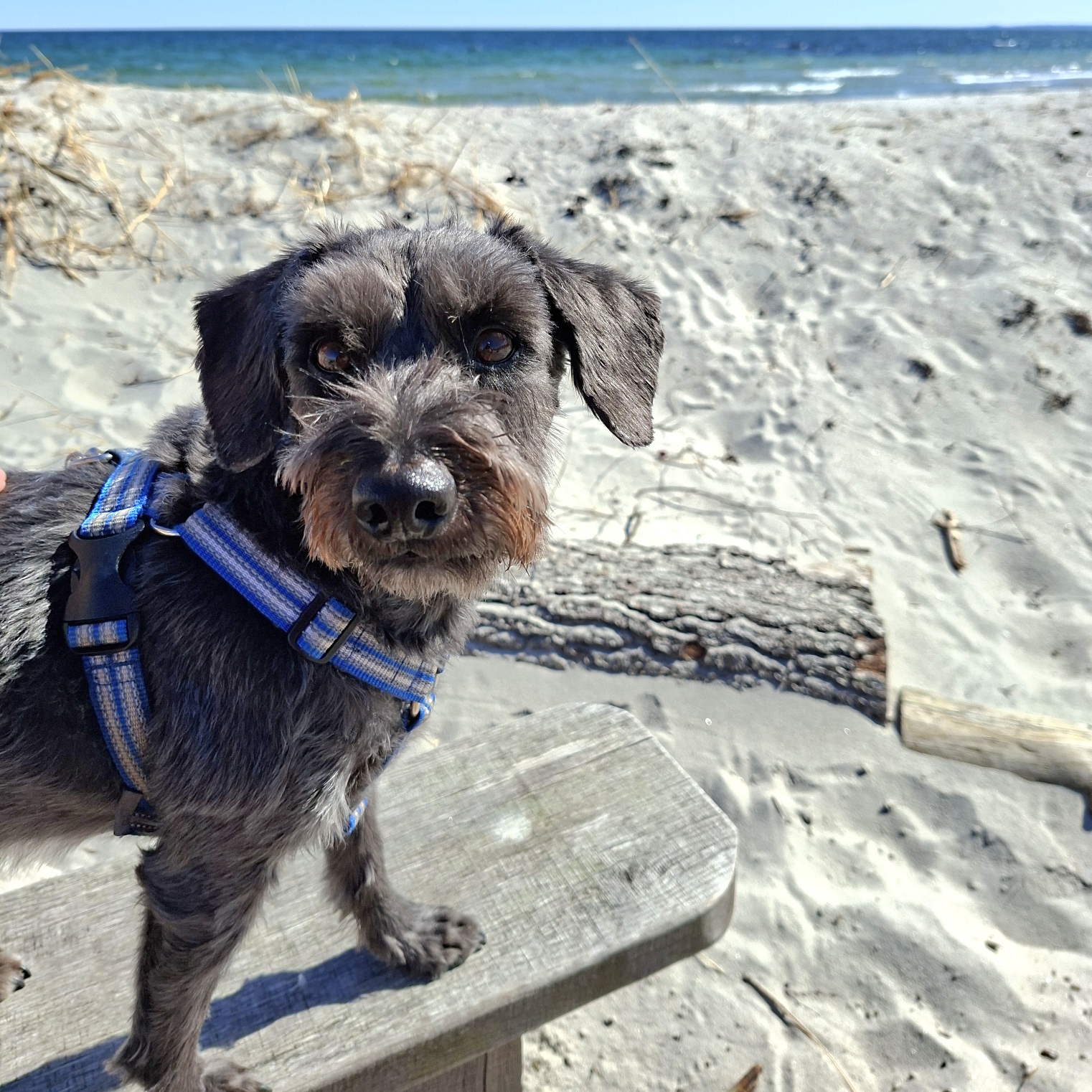 Blåsning på stranden