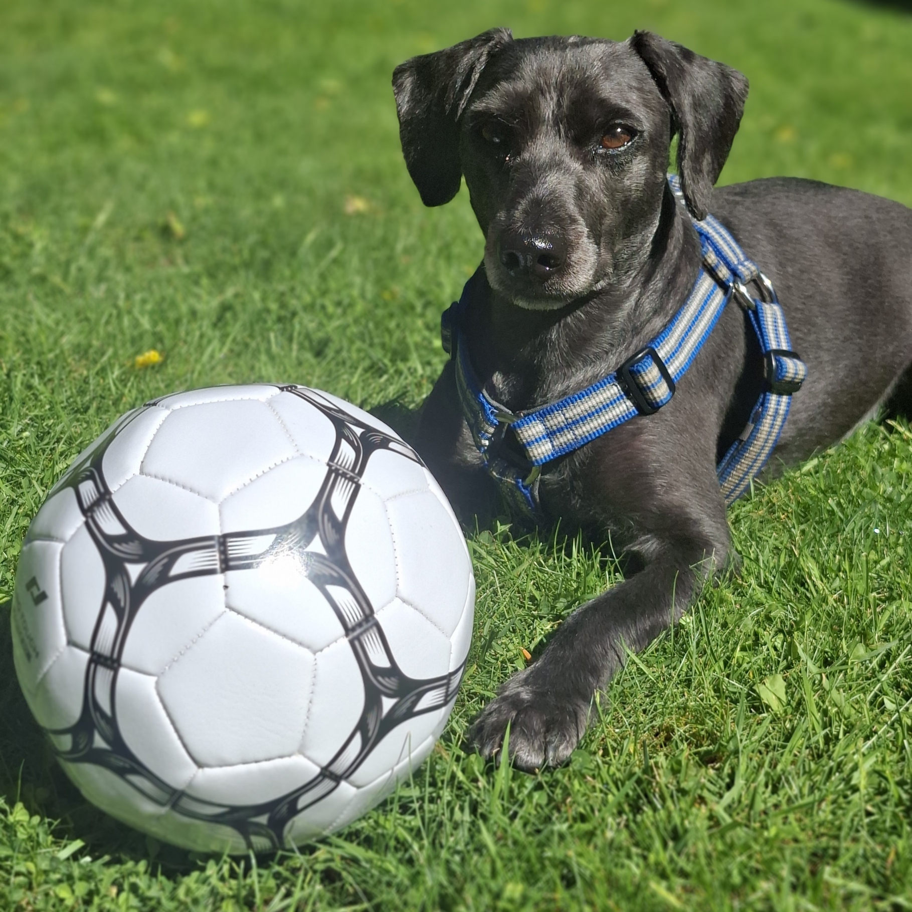 Fotboll verkar vara roligt