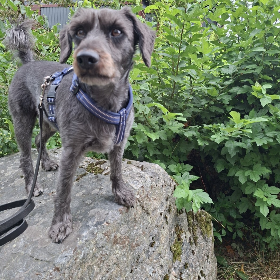 Stenkul på promenaden