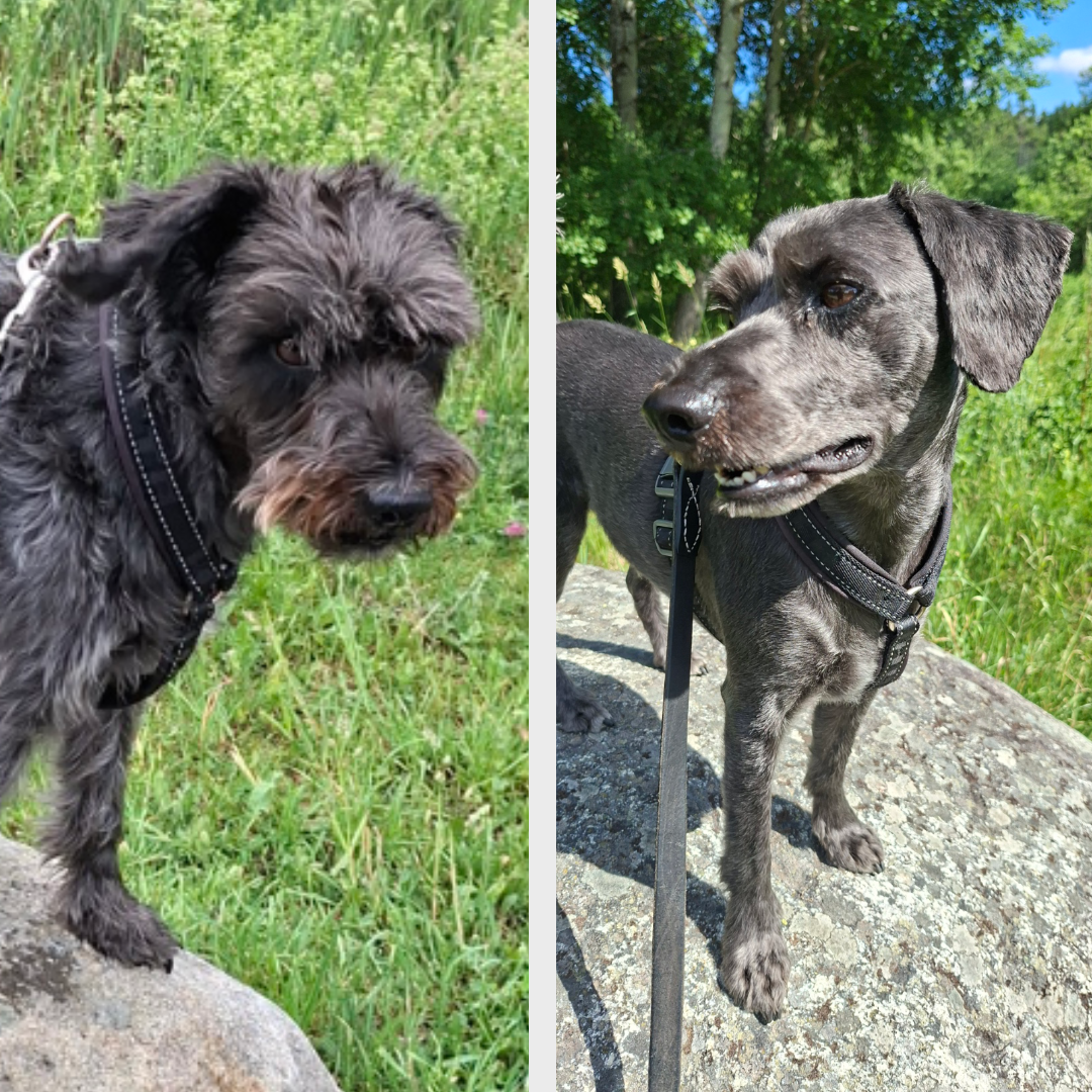 Skönt med sommarfrisyr